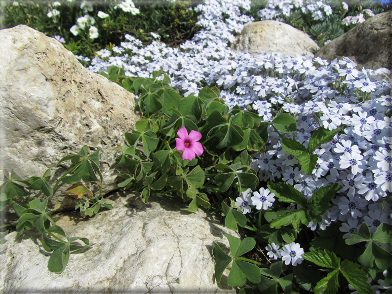 foto Paesaggi Collinari in Primavera